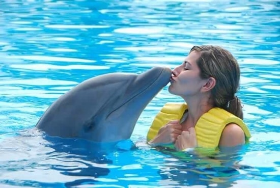 https://www.jamaicasupertours.com/media/RG7KyNp5PZ/33/Dolphins_Swimming_Jamaica_5.jpg