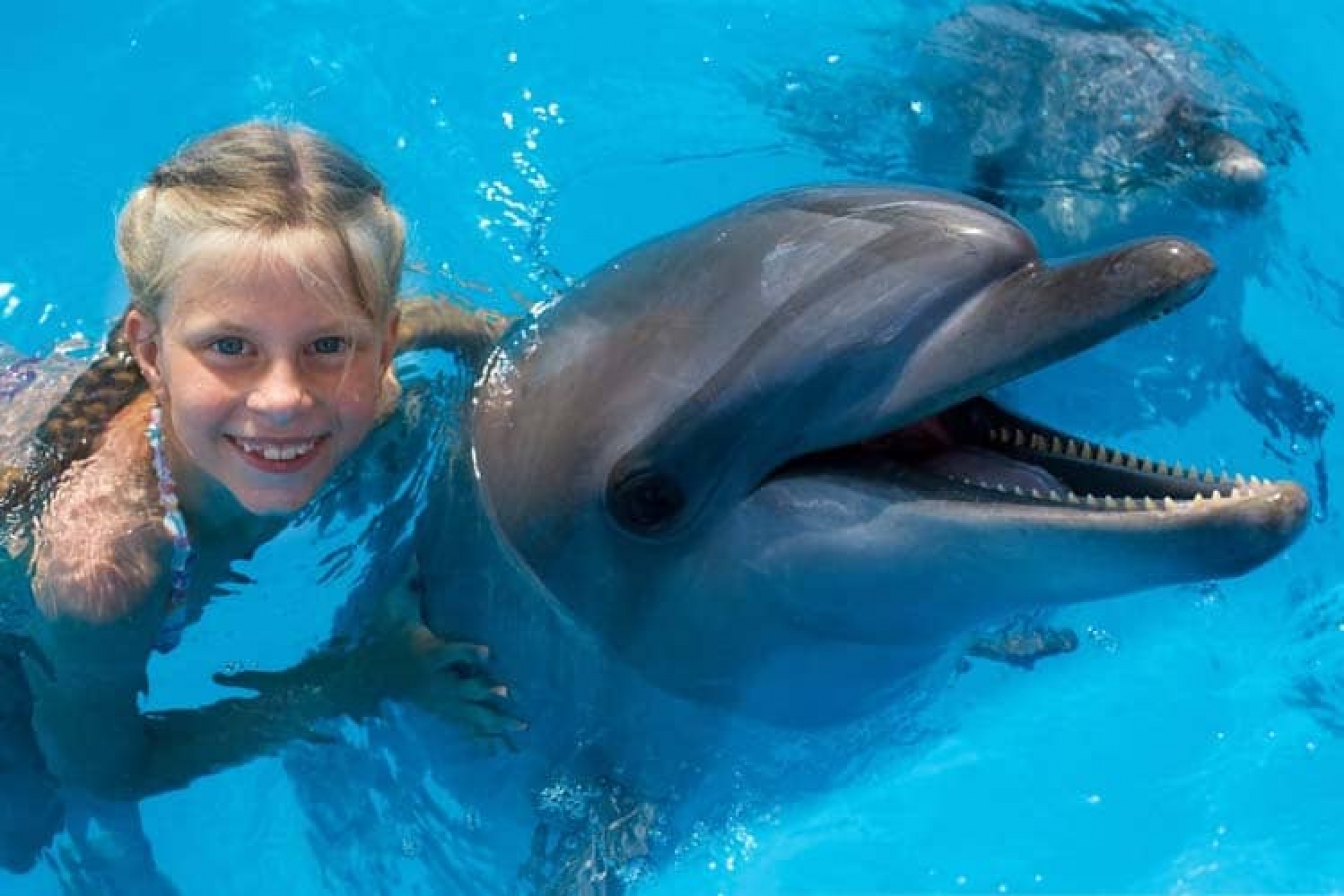https://www.jamaicasupertours.com/media/X6LeNEpqrG/75/Dolphins_Swimming_3.jpg