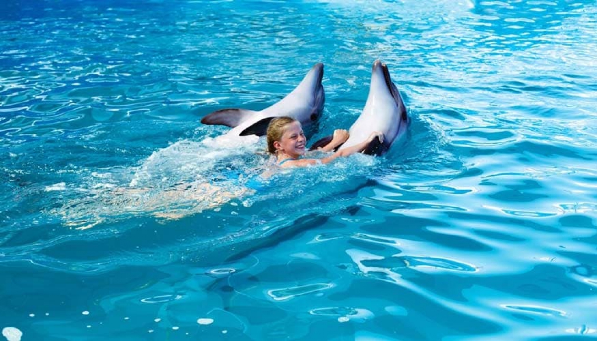 https://www.jamaicasupertours.com/media/YlPeDjK6yX/194/Dolphins_Swimming_4.jpg